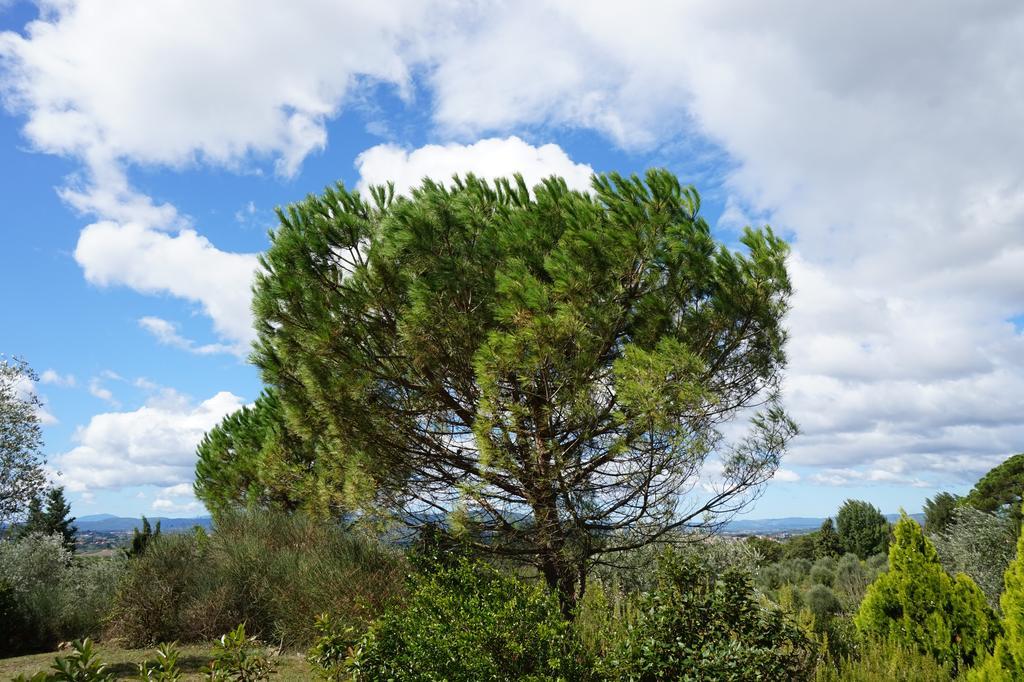 Bed and Breakfast Casa Lucia in Chianti Vagliagli Exterior foto
