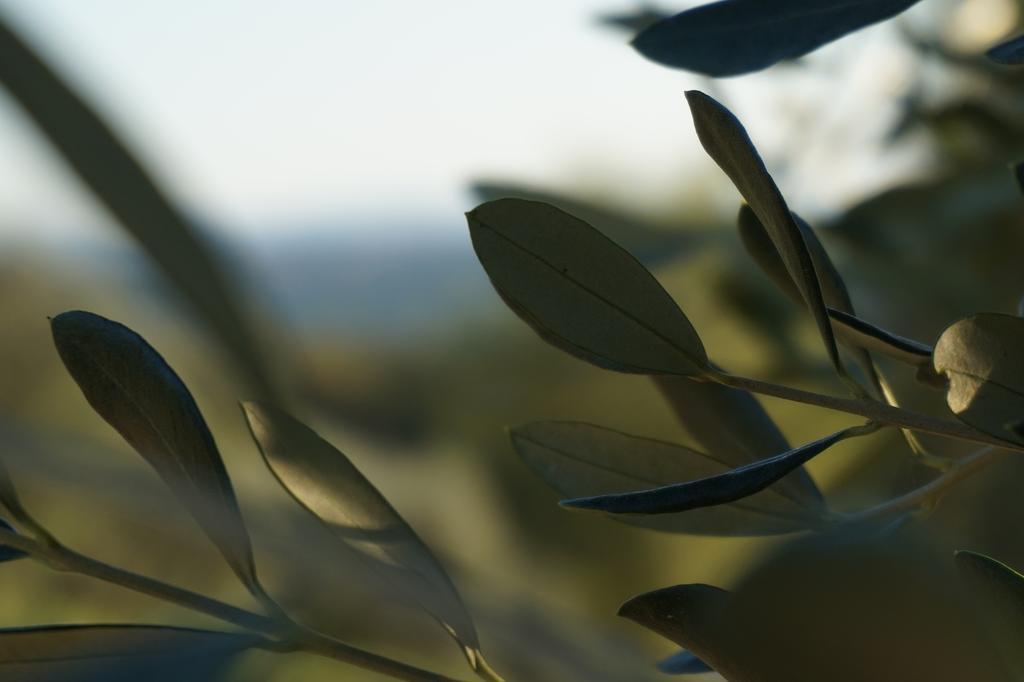 Bed and Breakfast Casa Lucia in Chianti Vagliagli Exterior foto